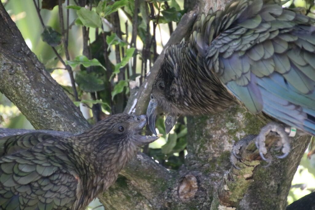 This Beakless Parrot Became an Alpha Male: What Bruce the Kea Reveals About Parrot Intelligence