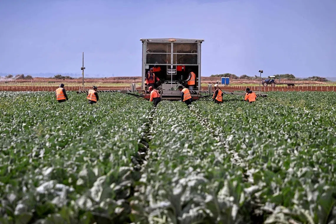 Your Groceries Could Get 20% Pricier: How a Farm Fuel and Fertiliser Shock Ripples Across Asia