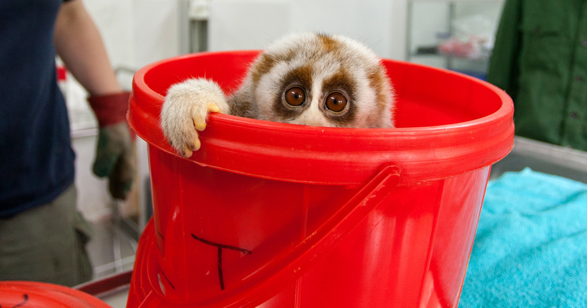 The Tiny Pig That Never Stays Tiny: How the ‘Teacup’ Pet Trend Is Flooding Sanctuaries
