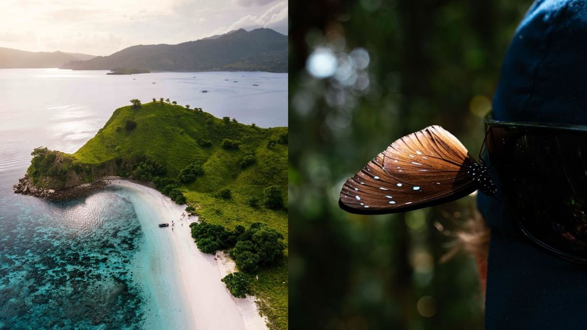 Borneo’s Wildlife Comeback: River Safaris, Cloud Forests and How to See It Responsibly