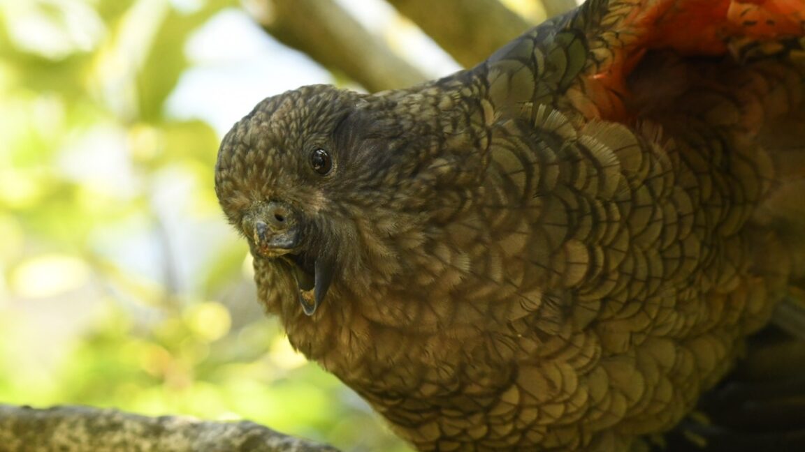 This Beakless Parrot Became an Alpha Male: What Bruce the Kea Reveals About Parrot Intelligence