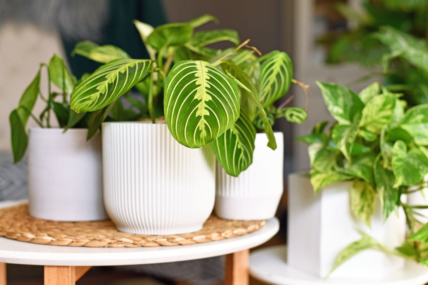 Forget Monsteras: The Houseplants Set to Dominate Home Decor in 2026