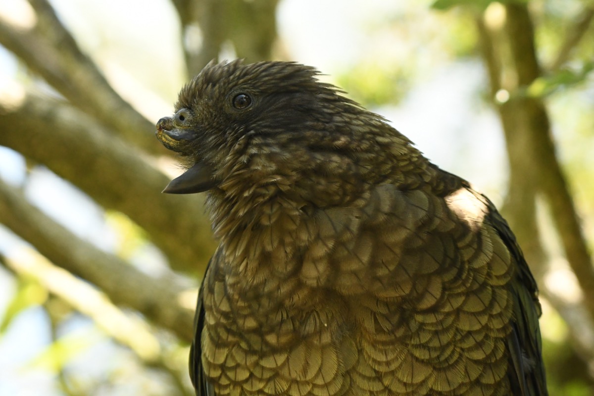 This Beakless Parrot Became an Alpha Male: What Bruce the Kea Reveals About Parrot Intelligence
