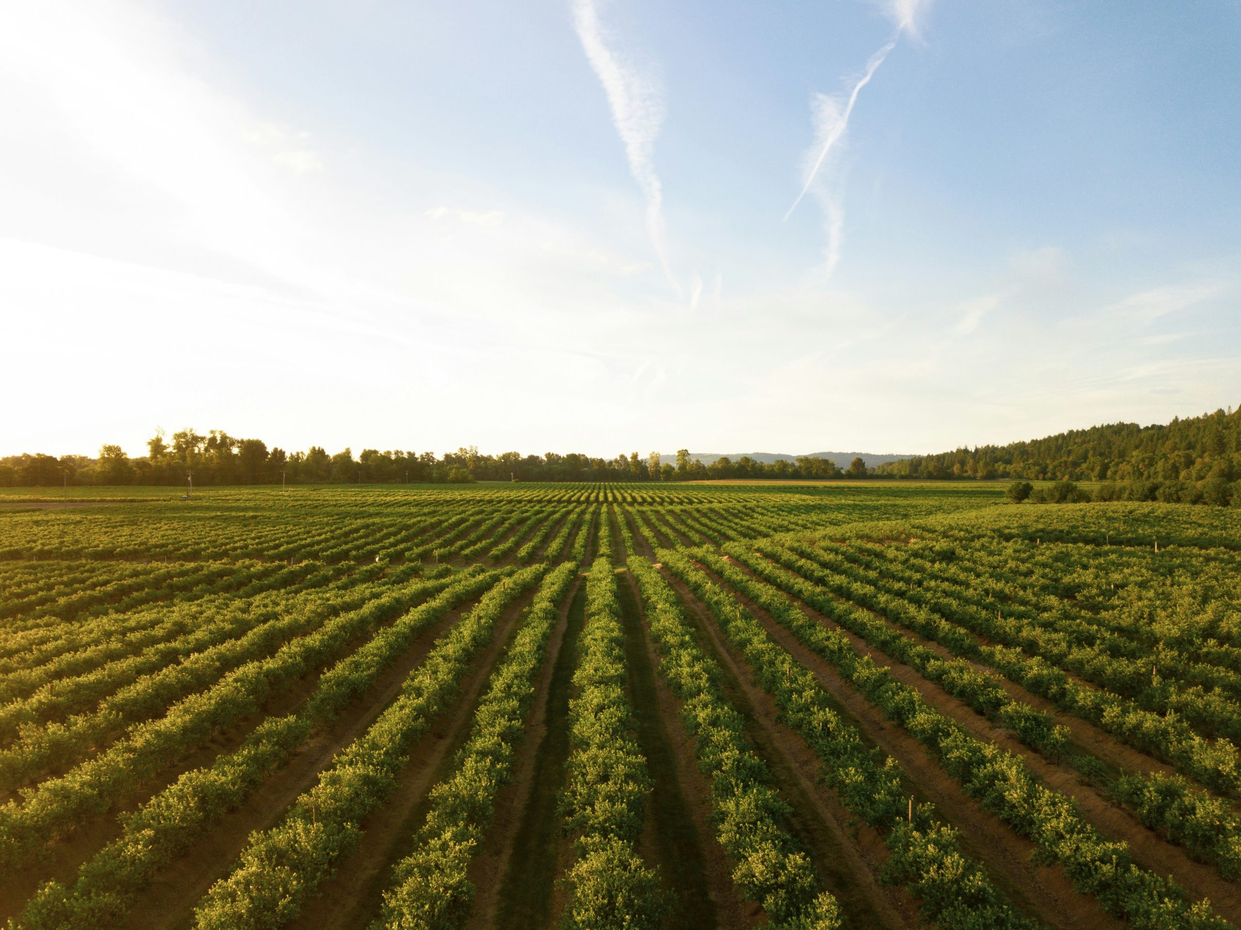From Drip Lines to Datasets: How AI and Micro Irrigation Are Quietly Transforming Farm Fields