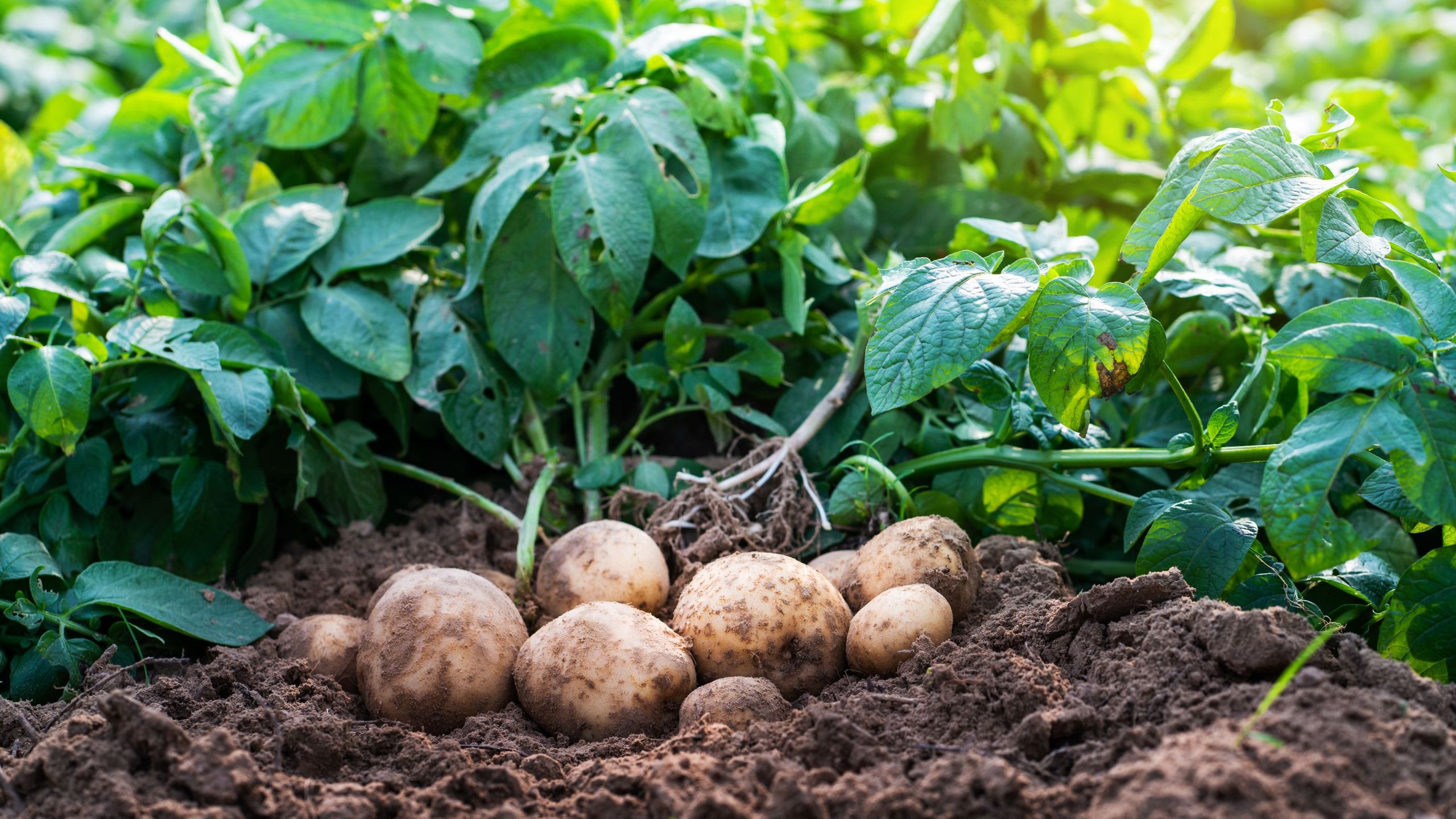 No Yard, No Problem: Grow Potatoes in a Sunroom Using Just an Old Compost Sack
