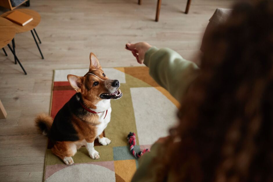 5 Signs You’re Not Ready for a Dog (Yet) — and What to Do Instead