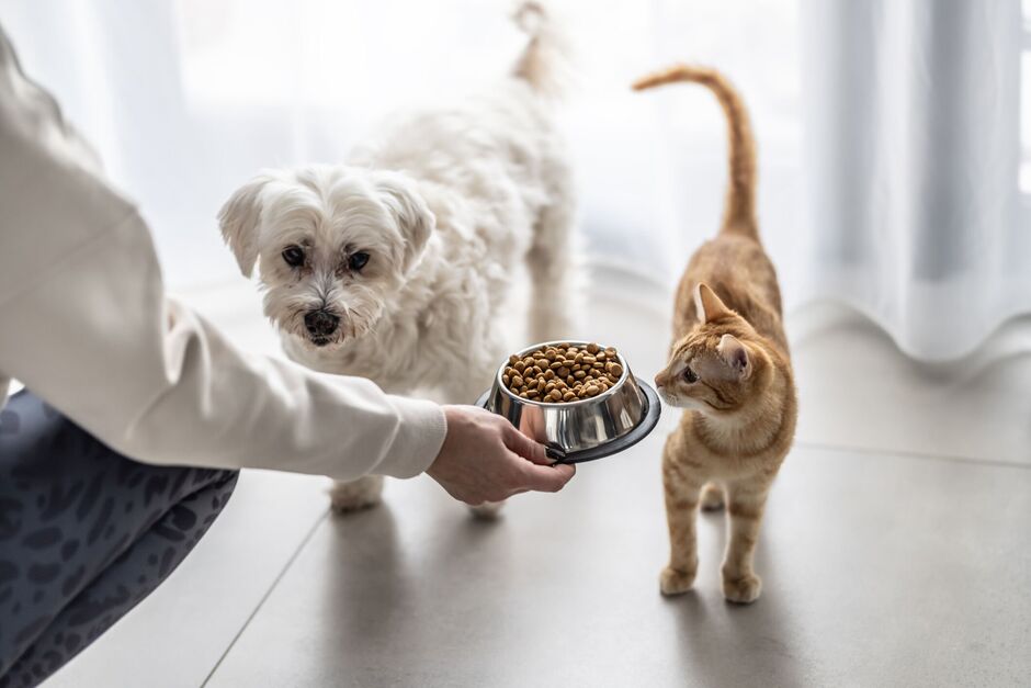 5 Signs You’re Not Ready for a Dog (Yet) — and What to Do Instead