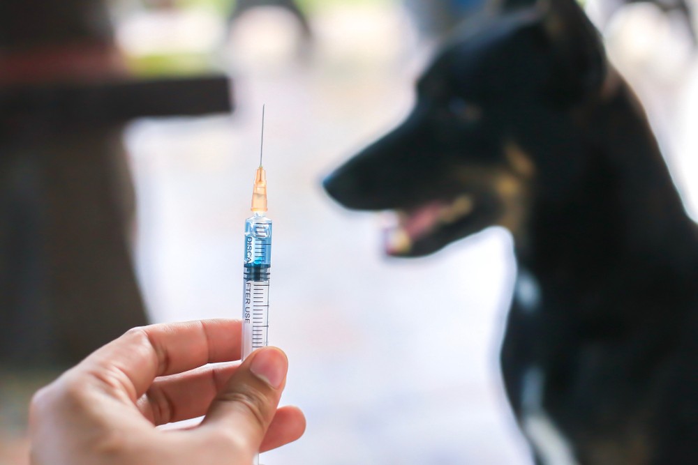 Can Your Dog Get Two Rabies Shots in a Year? What Vets Want You to Know About Vaccine Safety