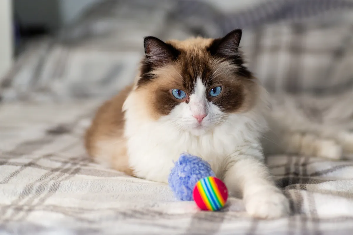 From One-Eared Rescue to Surprise Proposal: The Delightfully Weird Ways Cats Change Our Lives