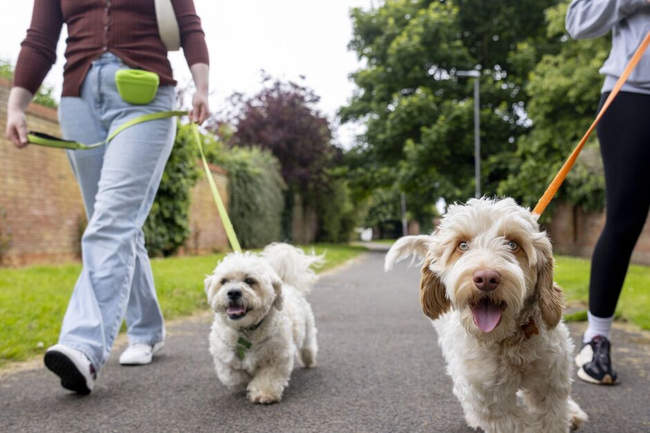 5 Signs You’re Not Ready for a Dog (Yet) — and What to Do Instead