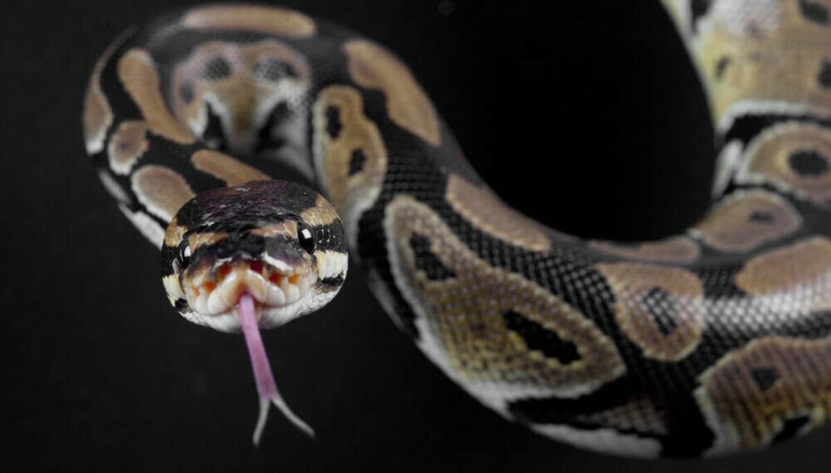 Python 3.15’s JIT Compiler Is Finally Ready for Real-World Workloads