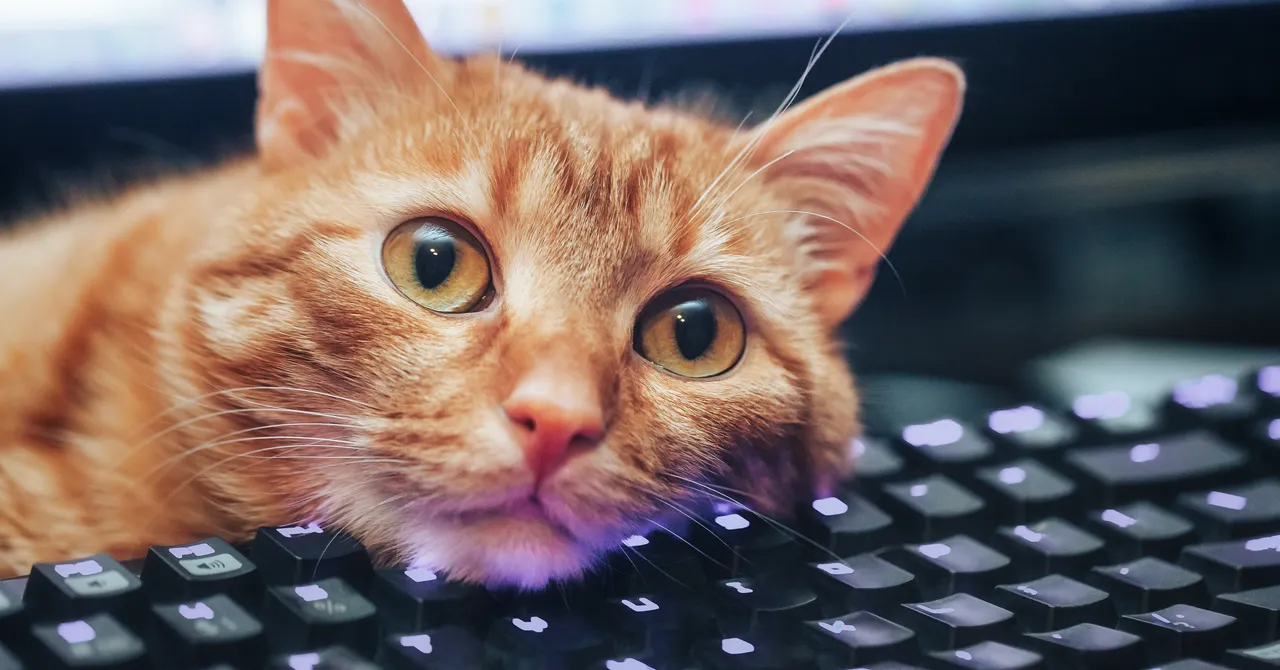 Cats Lock App Prevents Keyboard Chaos From Curious Paws