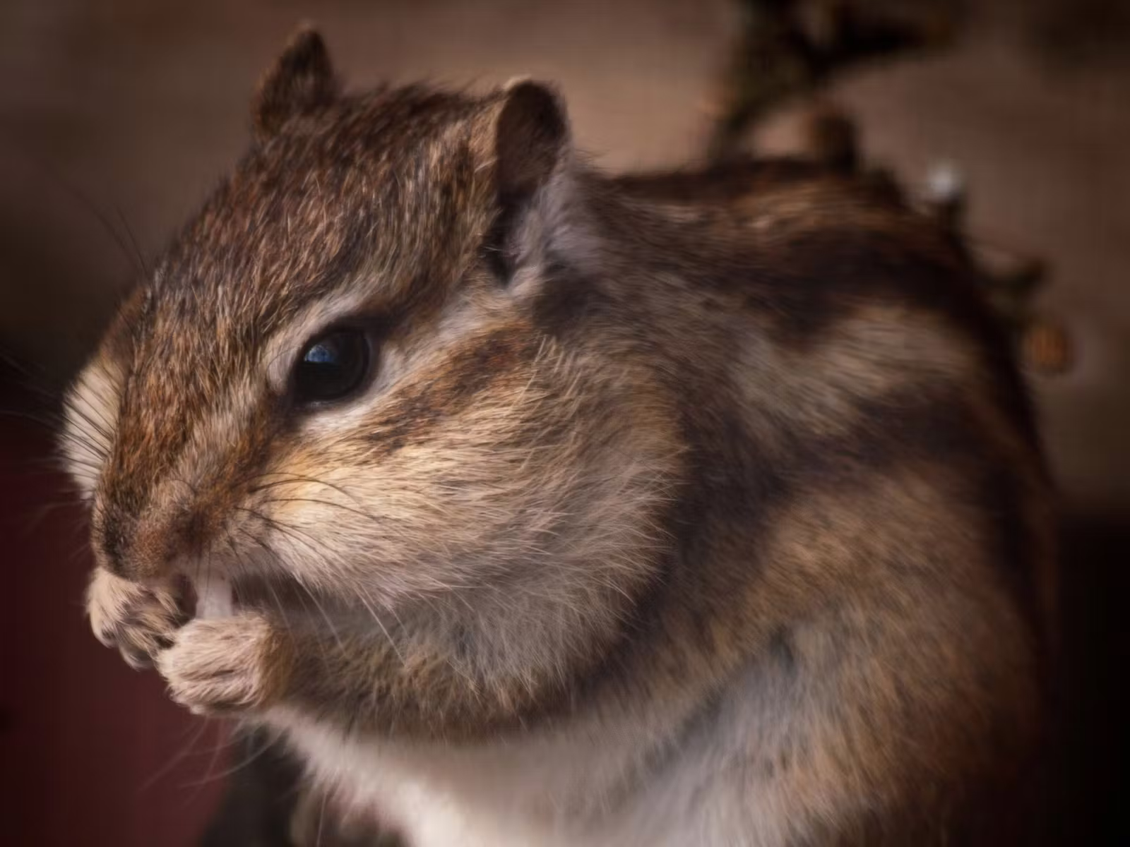 How to Build a Smart Arduino Bird Feeder That Outsmarts Squirrels With Computer Vision