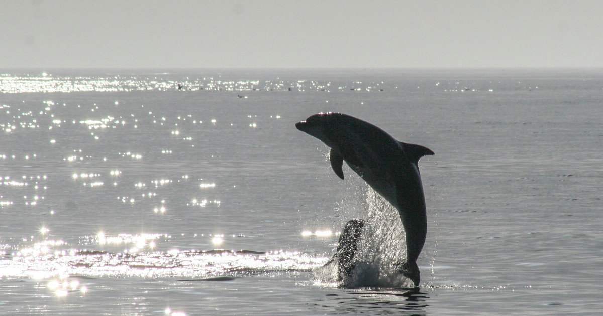 MySQL 9.7 LTS Brings Enterprise Power to Open Source Developers