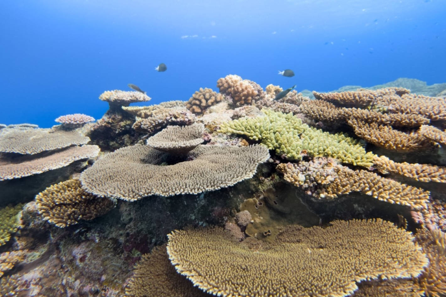 Samsung’s Ocean Mode Turns Everyday Phones into Marine Conservation Tools