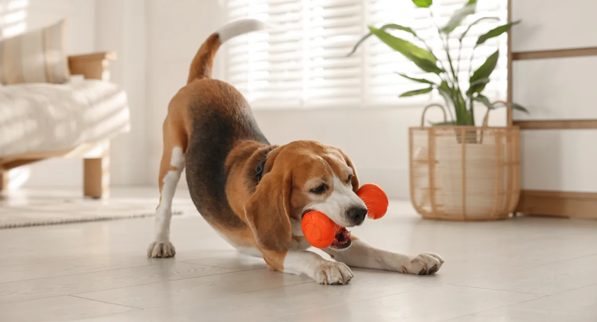 Amazon Pet Days Sale: Best Smart Pet Tech Deals on Cameras, GPS Trackers, and More