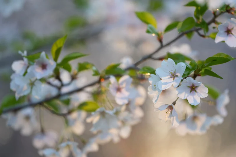 Sony a7R VI Redefines High-Resolution Mirrorless Performance
