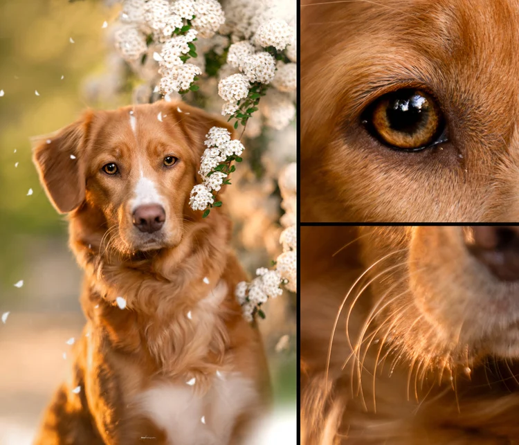 Budget 135mm Prime Lenses Face Off: 7Artisans f/1.8 Challenges Premium Telephotos