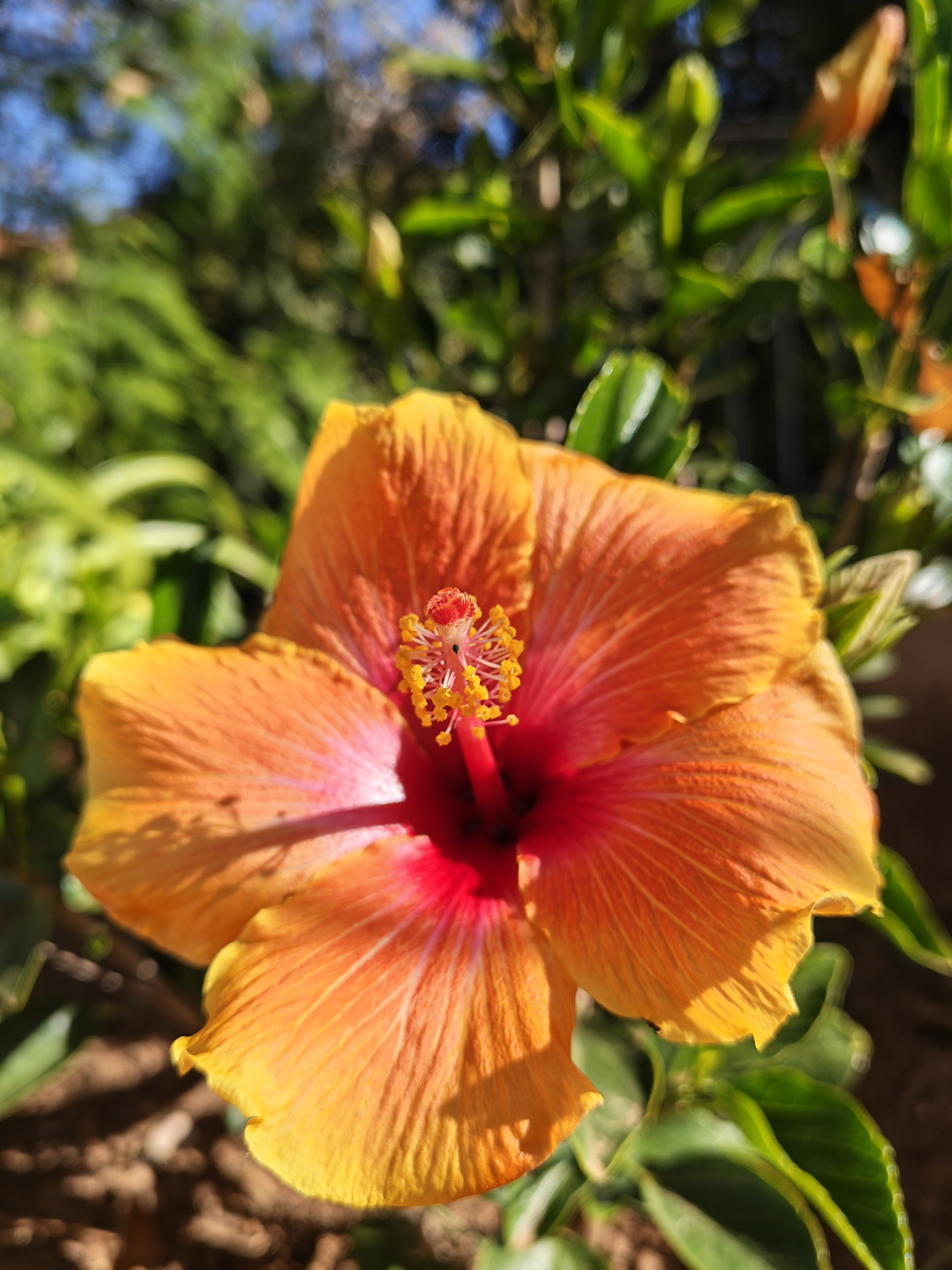 Honor 600 Pro Camera System Sets a New Bar for Flagship Phone Photography