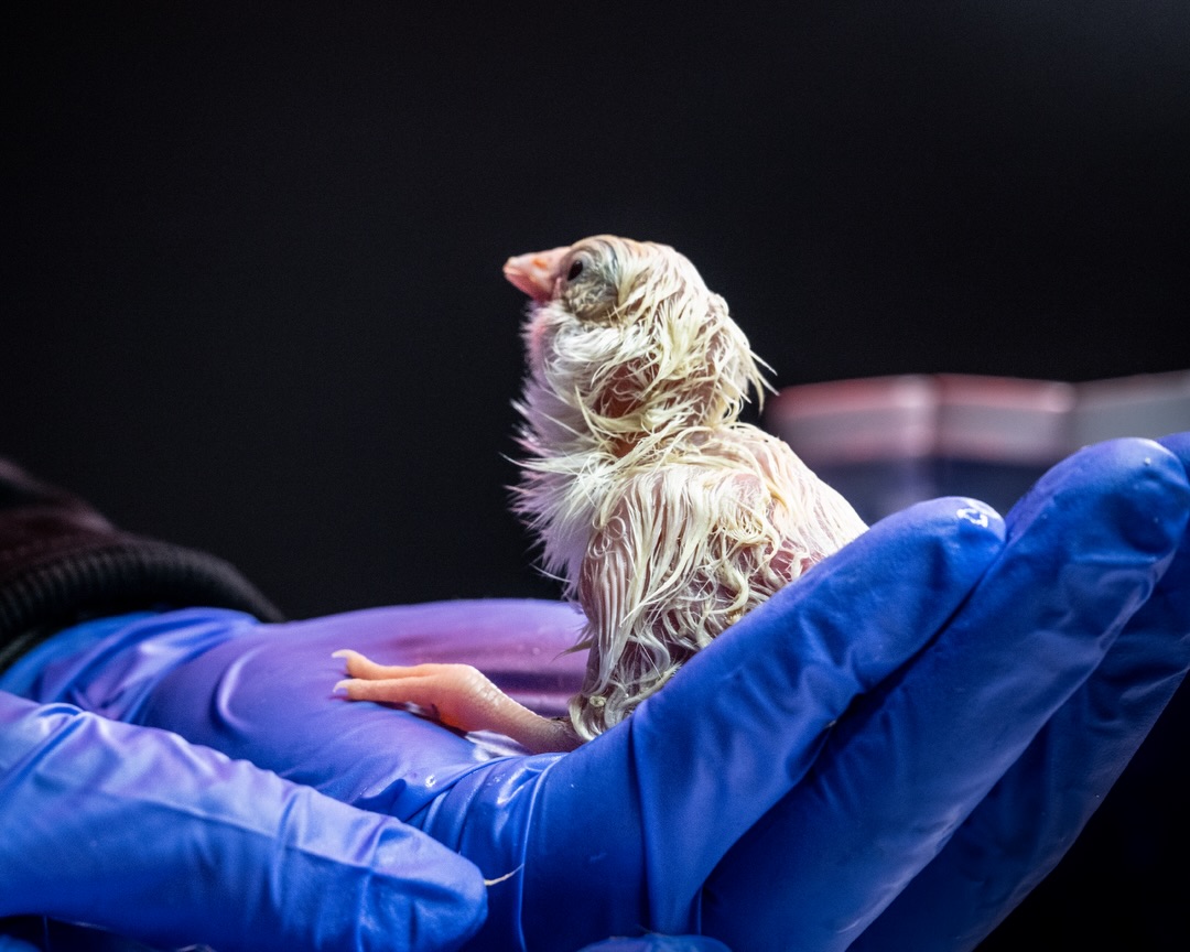 Inside the 3D Printed Egg That’s Hatching De-Extinction Dreams