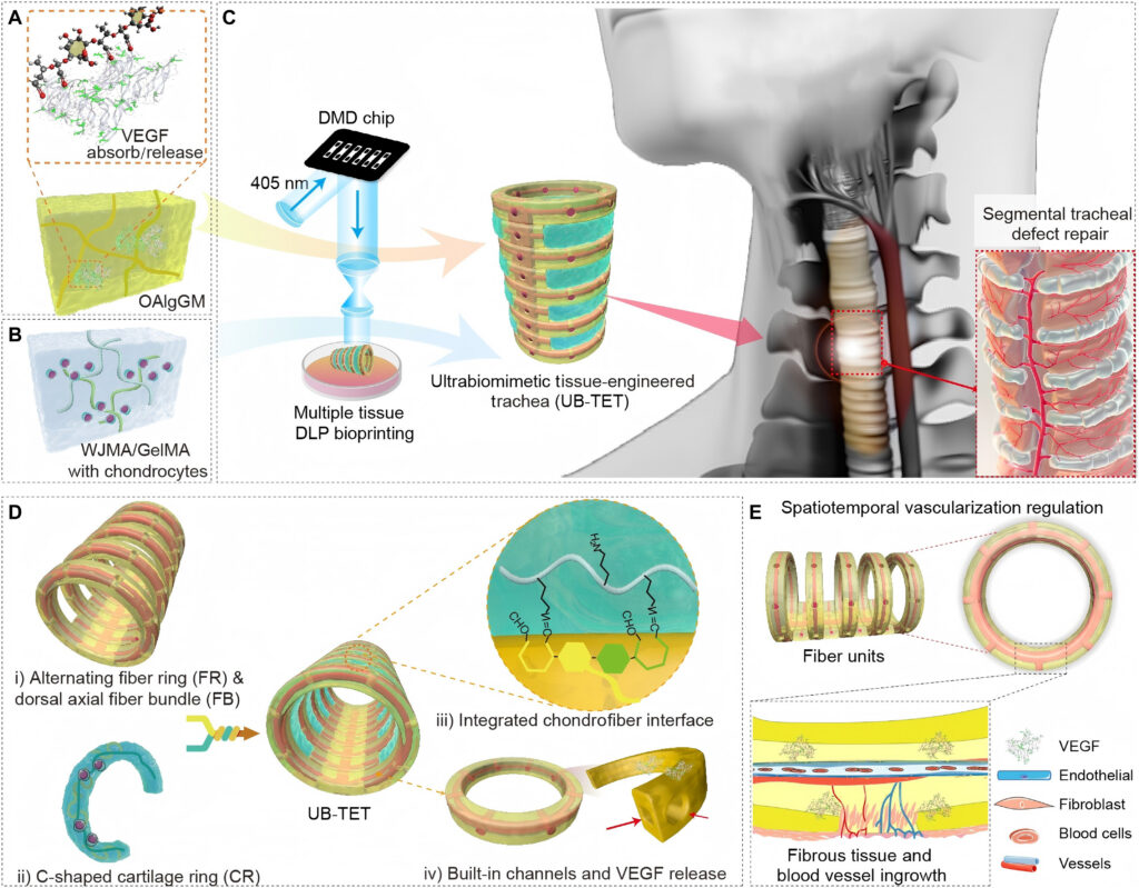 Bioprinted Organs and Ceramic Implants: 3D Printing Enters the Medical Mainstream