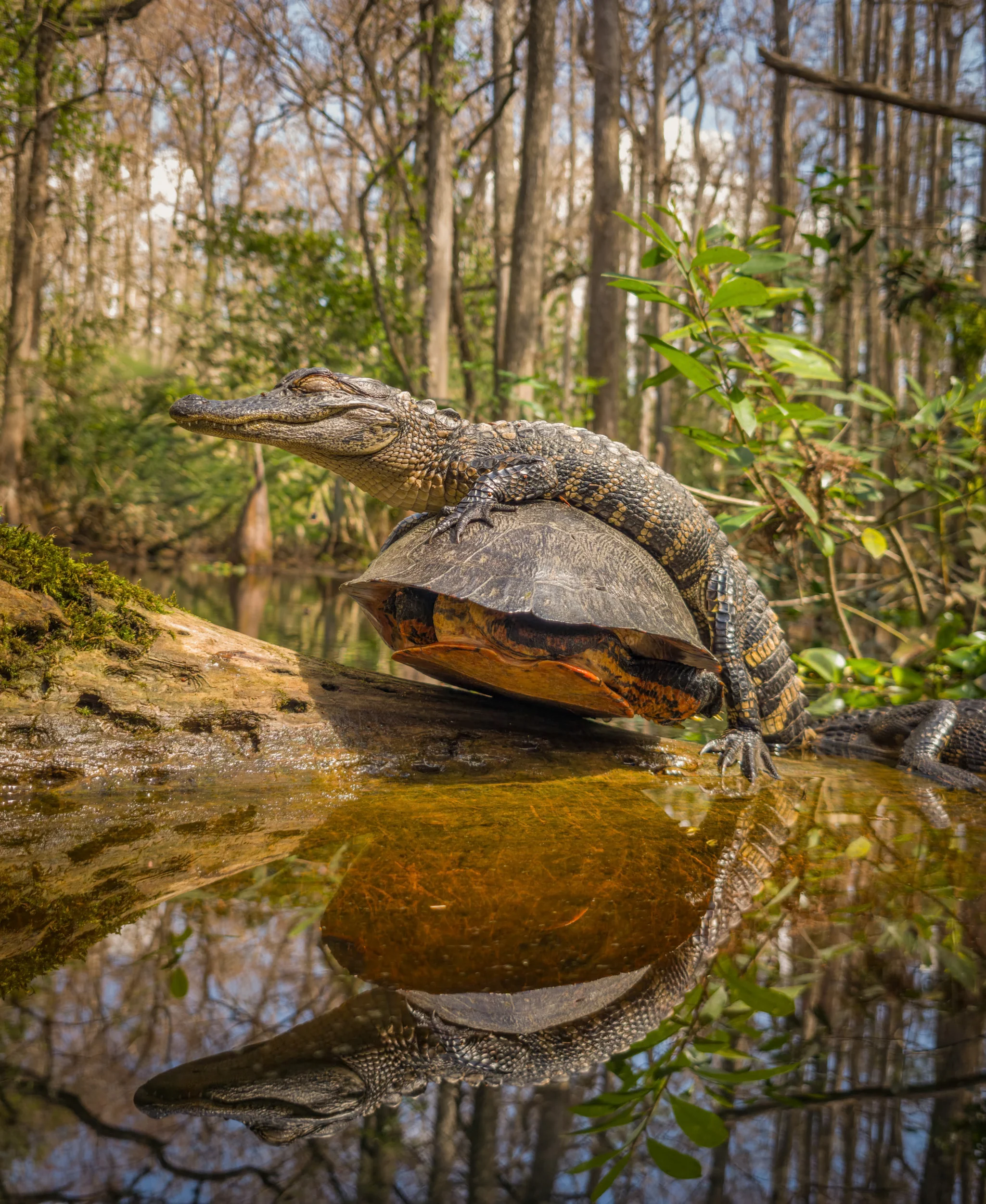 Award-Winning Photographer Validates Flagship Phone Cameras for Professional Work