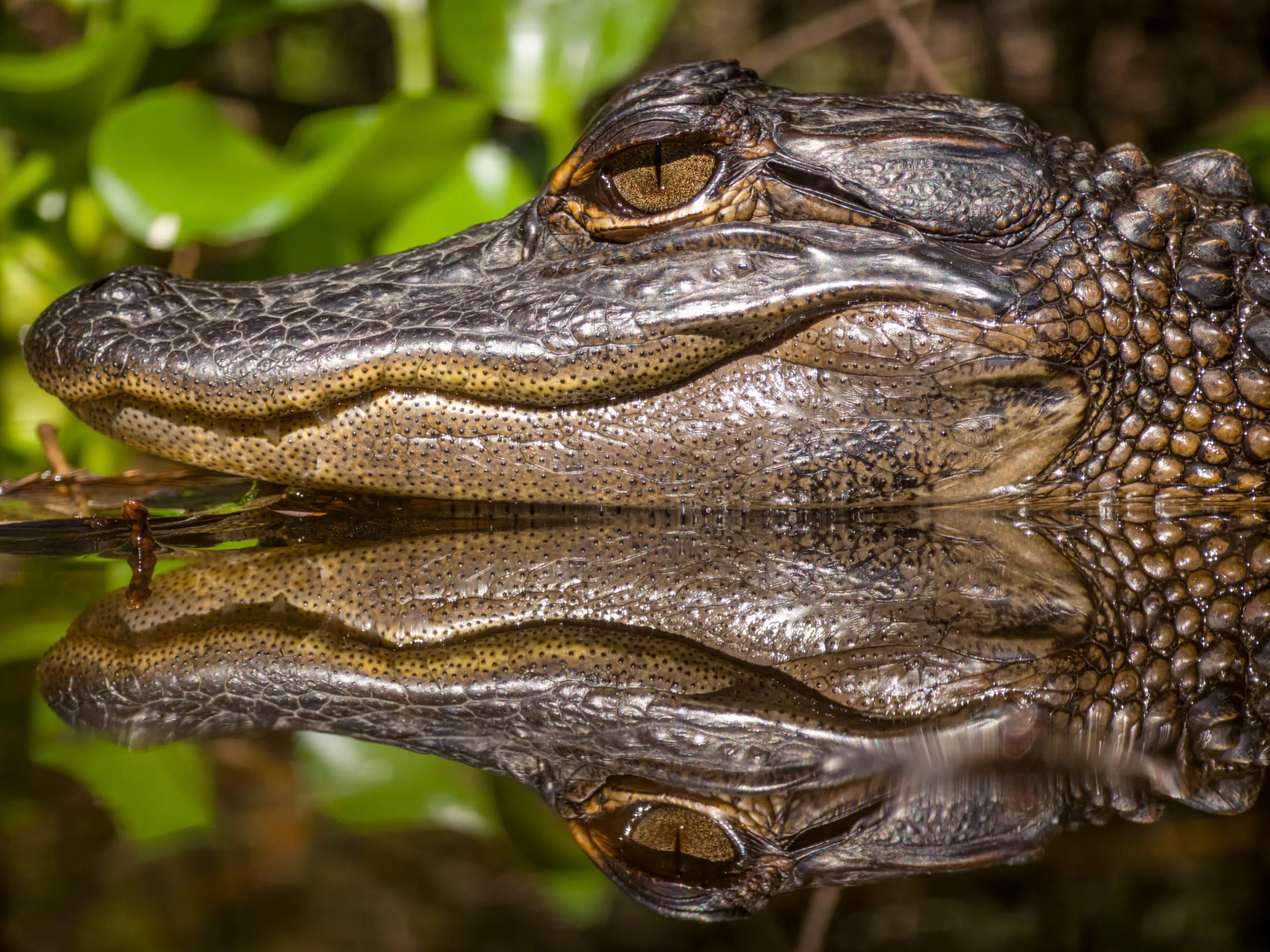 Award-Winning Photographer Validates Flagship Phone Cameras for Professional Work