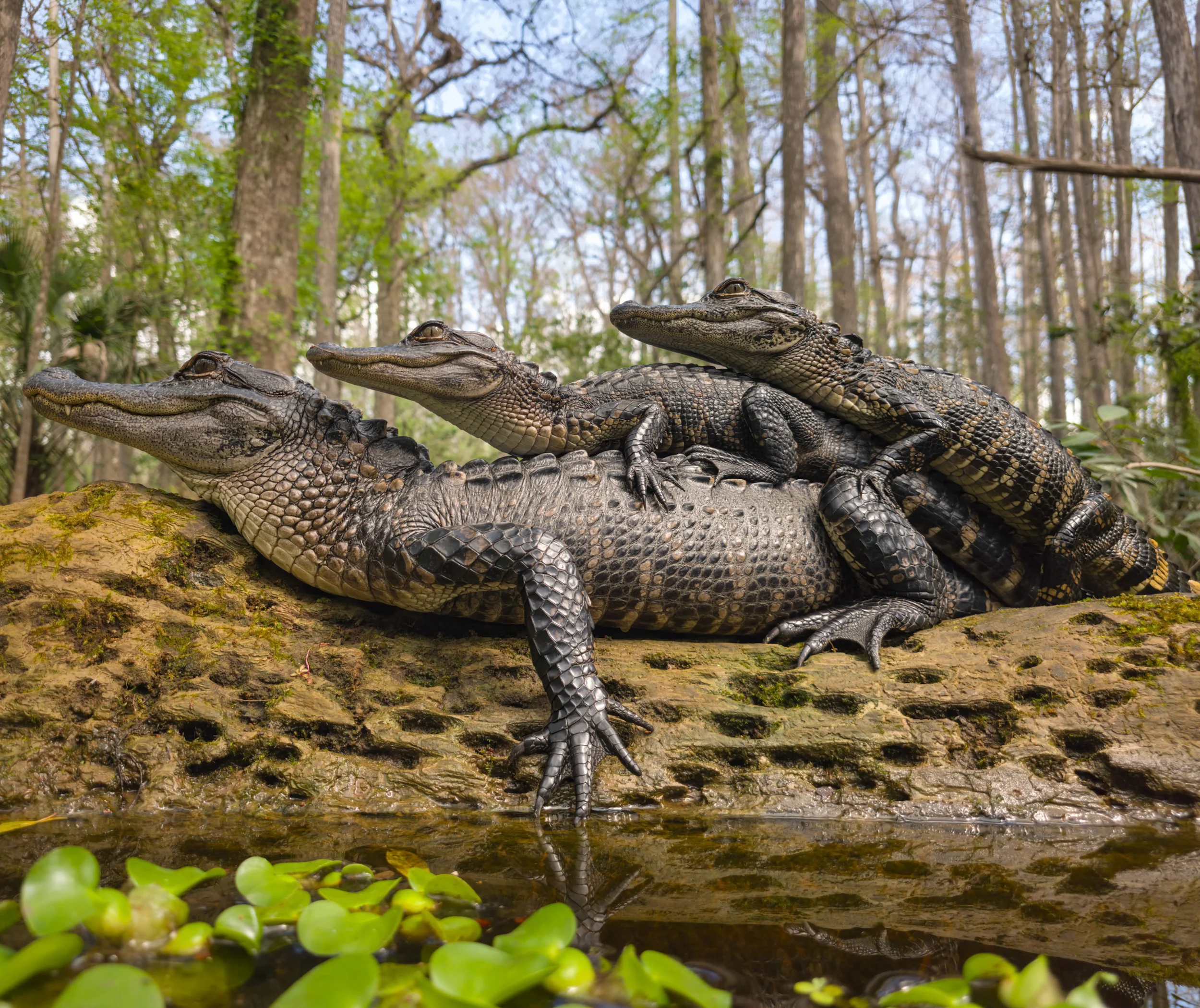 Award-Winning Photographer Validates Flagship Phone Cameras for Professional Work