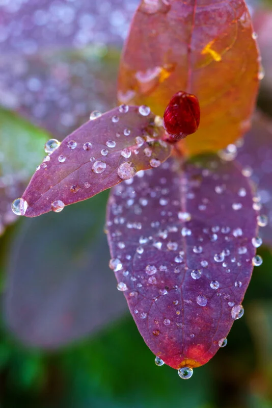 Why Sharpness Matters More Than Megapixels in Modern Photography