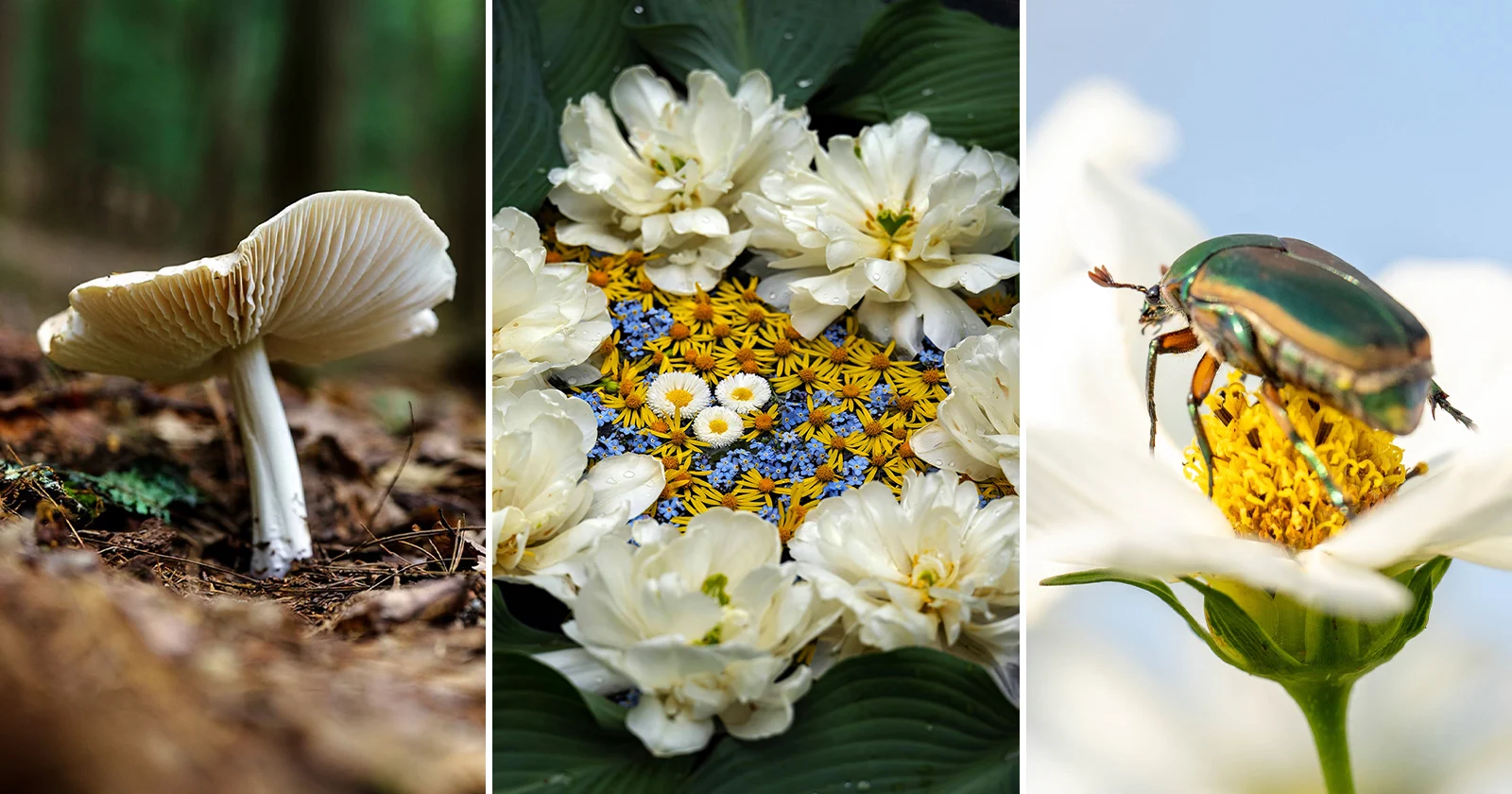 Why Sharpness Matters More Than Megapixels in Modern Photography