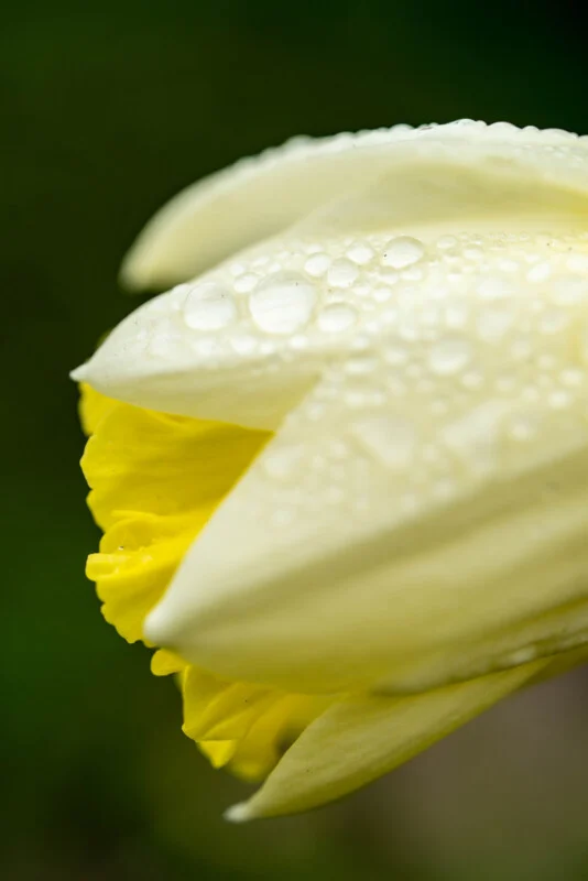 Master Macro Photography on a Budget: Gear, Lighting and Setup Tips for Beginners