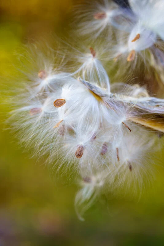Start Macro Photography Today: Essential Gear, Lighting Tips and Smart Deals