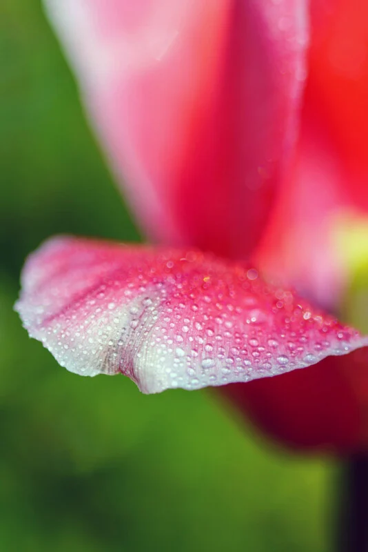 Why Sharpness Matters More Than Megapixels in Modern Photography