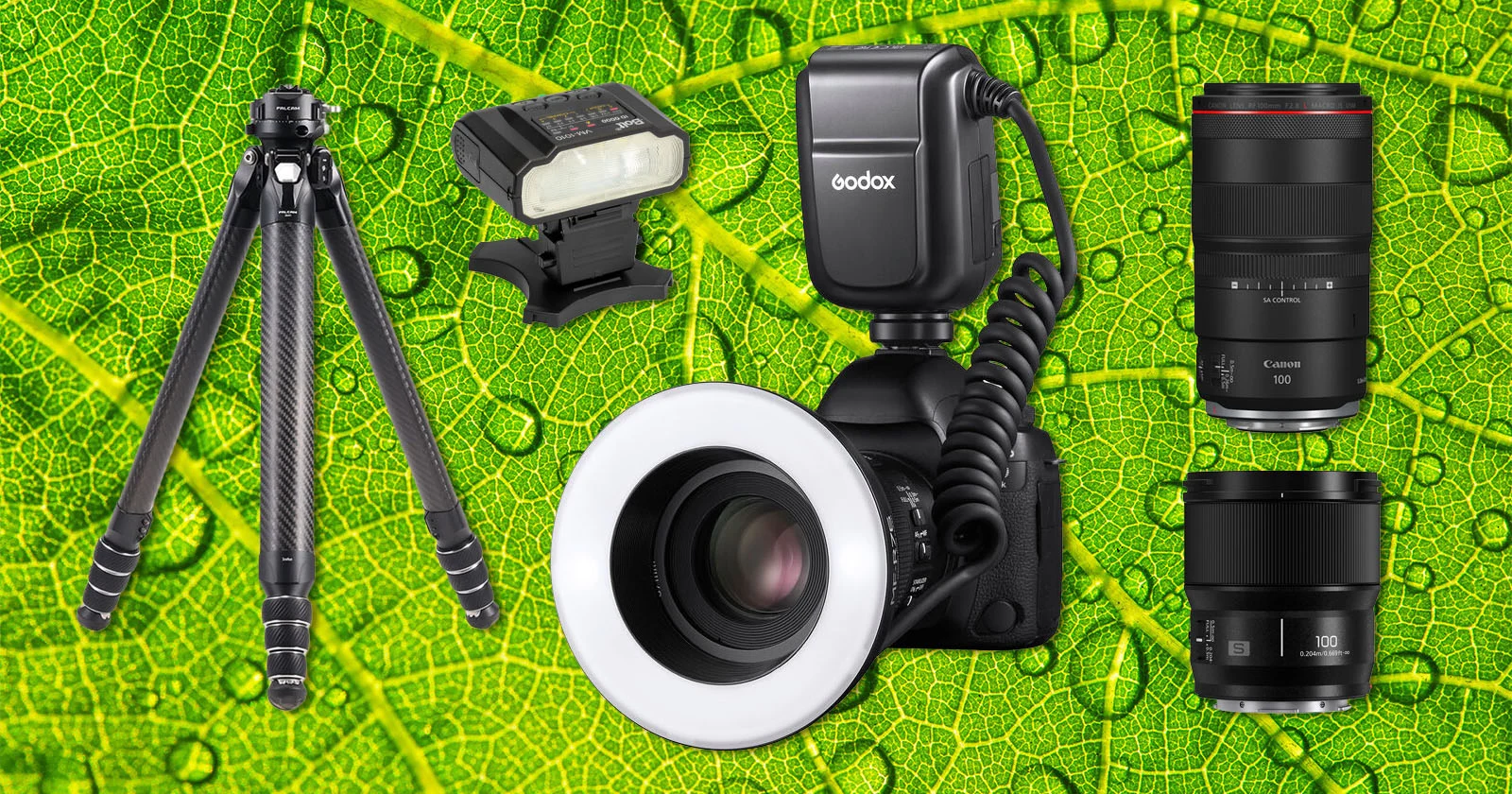 Master Macro Photography on a Budget: Gear, Light, and Simple Steps