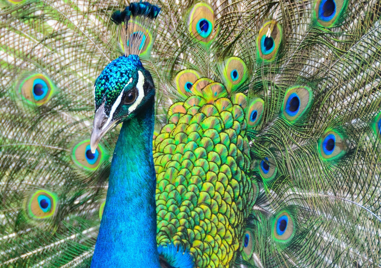 Why Your Phone’s Photos Miss the Colors Your Eyes See