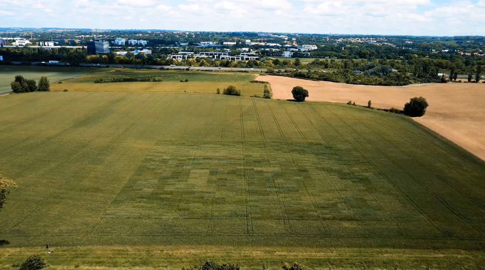 How Artists Are Growing Living Photographs for the Sky