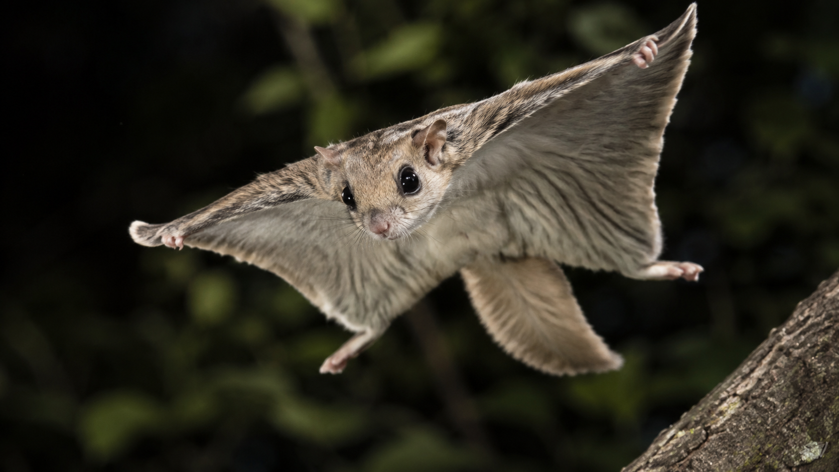 How Flying Squirrels Are Inspiring a New Generation of Ultra-Agile Drones
