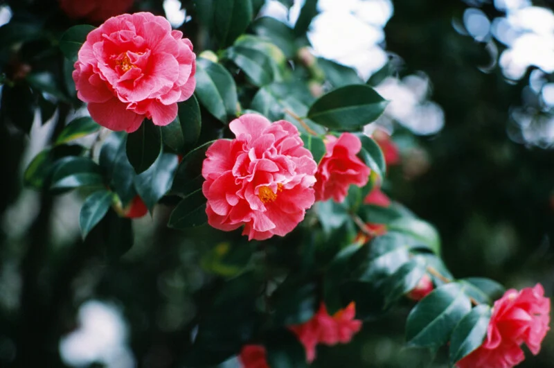 Why Film Color Science Still Beats Digital Emulation
