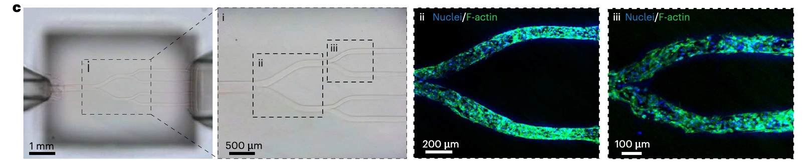How AI-Driven Bioprinting Tackles the Blood Vessel Barrier in Engineered Tissues