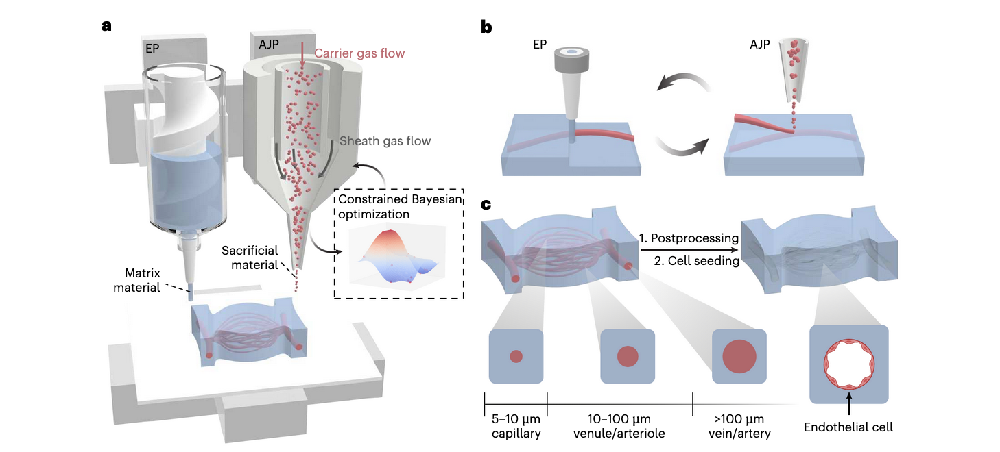 How AI-Driven Bioprinting Tackles the Blood Vessel Barrier in Engineered Tissues