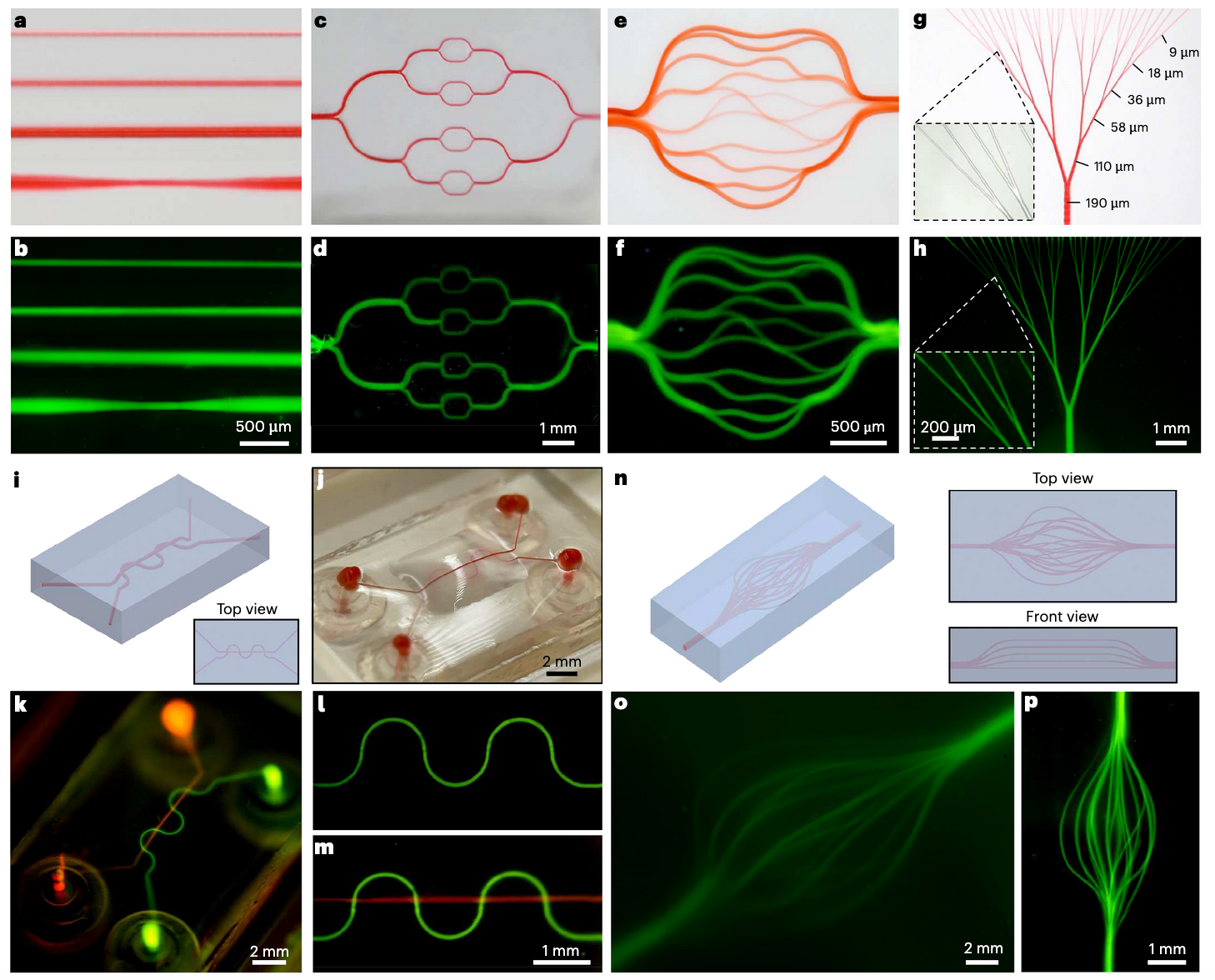 How AI-Driven Bioprinting Tackles the Blood Vessel Barrier in Engineered Tissues