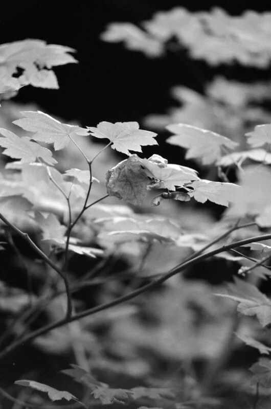 Why Nikon’s 105mm f/1.4 E ED Feels Like Peak Modern Nikkor