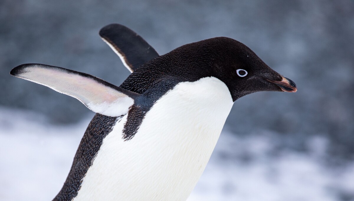 Linux Lite 8.0 Trades Chrome and Snap for a Leaner, Firefox‑First Desktop