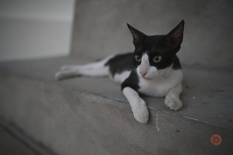Why This 28mm Prime Lens Outperforms Your Smartphone Camera