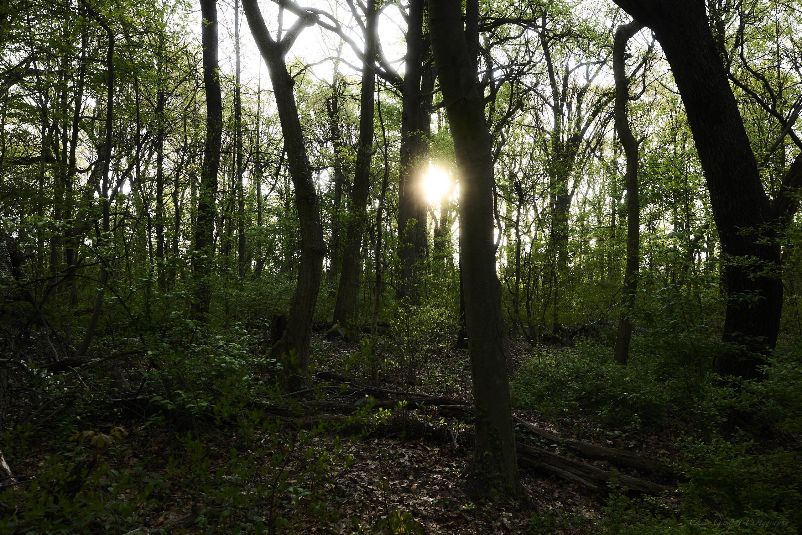 How Photography Became My Stress Management Tool