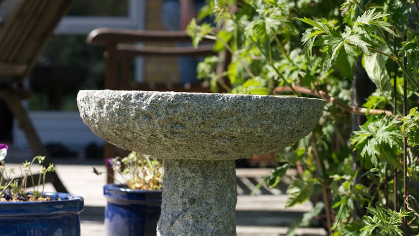 Why the Best Sensory Gardens Are Designed for Sound and Scent, Not Selfies