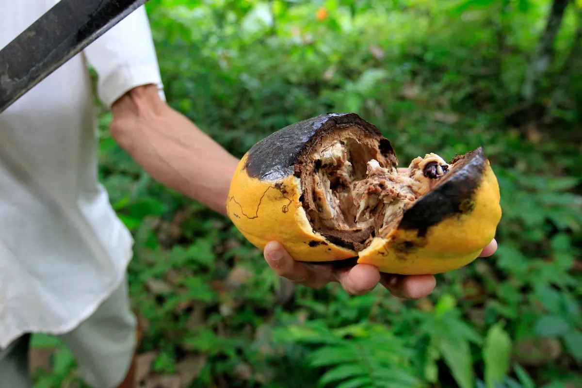 How New Deforestation Rules Are Rewiring Beauty Supply Chains
