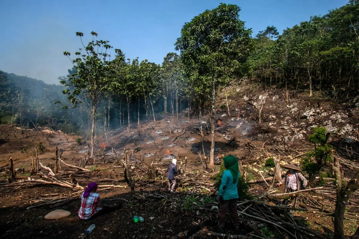 Beauty’s Deforestation Reckoning: How New Rules Will Reshape Your Routine