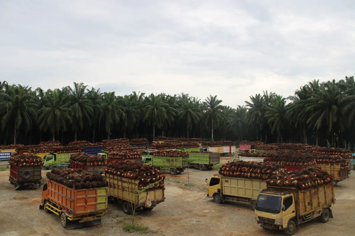 Beauty’s Deforestation Reckoning: How New Rules Will Reshape Your Routine