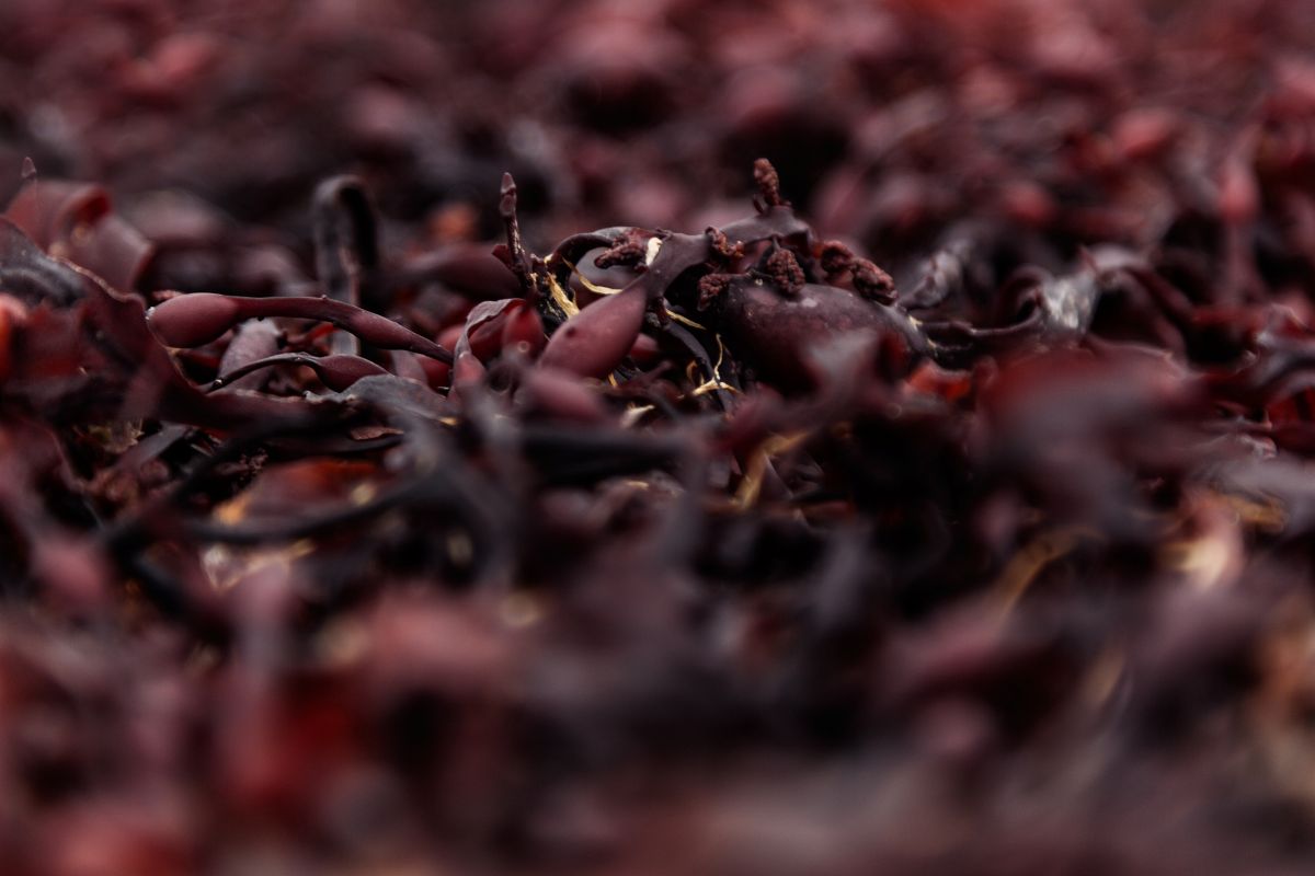 Seaweed-Derived Carrageenans: Skincare’s New Multifunctional Powerhouse